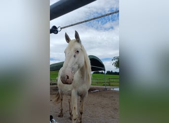 Knabstrup, Mare, 9 years, 15,1 hh, White