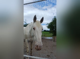 Knabstrup, Mare, 9 years, 15,1 hh, White