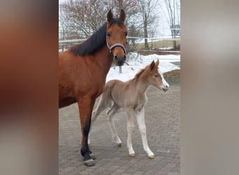 Knabstrup, Mare, Foal (02/2026), 13.2 hh, Chestnut-Red