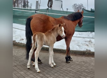 Knabstrup, Mare, Foal (02/2026), 13,2 hh, Chestnut-Red