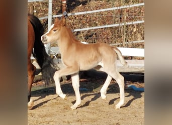 Knabstrup, Mare, Foal (02/2026), 13,2 hh, Chestnut-Red