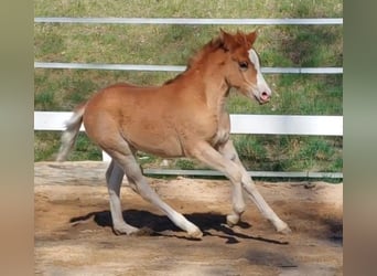 Knabstrup, Mare, Foal (02/2026), 13,2 hh, Chestnut-Red