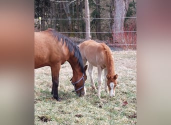 Knabstrup, Mare, Foal (02/2026), 13,2 hh, Chestnut-Red