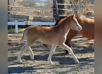 Knabstrup, Mare, Foal (02/2026), 13,2 hh, Chestnut-Red