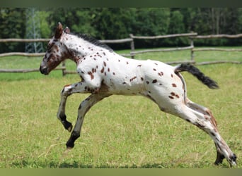 Knabstrup, Mare, Foal (06/2024), 15,1 hh, Leopard-Piebald