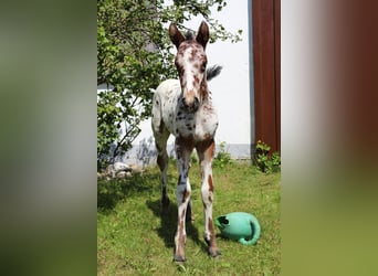 Knabstrup, Mare, Foal (06/2024), 15,1 hh, Leopard-Piebald