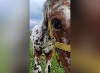 Knabstrup, Mare, Foal (06/2024), 15,1 hh, Leopard-Piebald