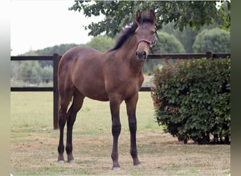 Knabstrup Mix, Mare, Foal (04/2026), 15.2 hh, Brown