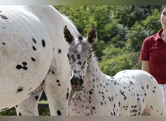 Knabstrup, Mare, Foal (06/2024), 15.2 hh, Leopard-Piebald