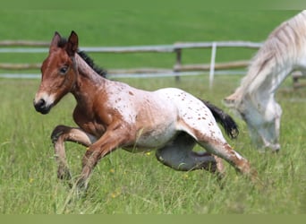 Knabstrup, Mare, , 15,1 hh, Leopard-Piebald