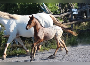 Knabstrup, Mare, , 15,1 hh, Leopard-Piebald