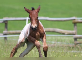 Knabstrup, Mare, , 15,1 hh, Leopard-Piebald