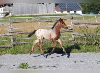 Knabstrup, Mare, , 15,1 hh, Leopard-Piebald