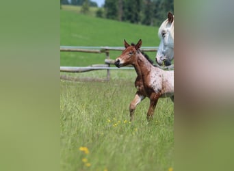 Knabstrup, Mare, , 15,1 hh, Leopard-Piebald