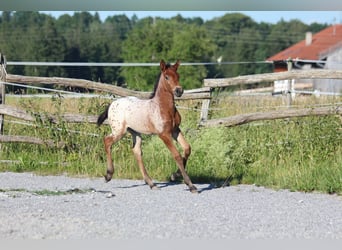 Knabstrup, Mare, , 15,1 hh, Leopard-Piebald
