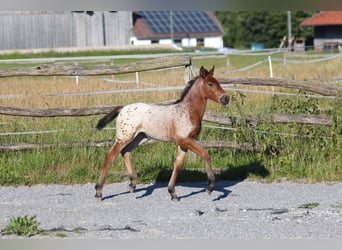 Knabstrup, Mare, , 15,1 hh, Leopard-Piebald
