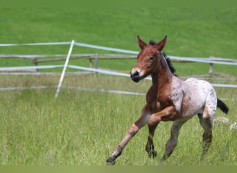 Knabstrup, Mare, , 15,1 hh, Leopard-Piebald