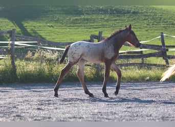 Knabstrup, Mare, , 15,1 hh, Leopard-Piebald