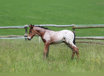 Knabstrup, Mare, , 15,1 hh, Leopard-Piebald