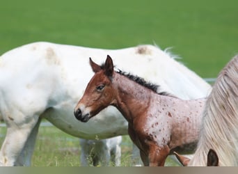 Knabstrup, Mare, , 15,1 hh, Leopard-Piebald