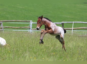 Knabstrup, Mare, , 15,1 hh, Leopard-Piebald