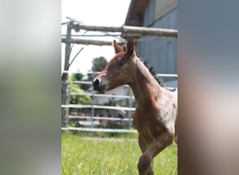 Knabstrup, Mare, , 15,1 hh, Leopard-Piebald