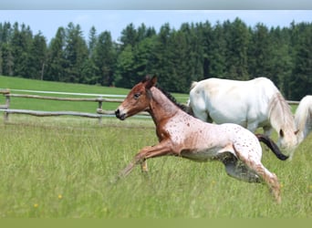 Knabstrup, Mare, , 15,1 hh, Leopard-Piebald