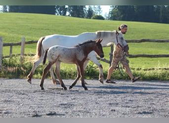 Knabstrup, Mare, , 15,1 hh, Leopard-Piebald