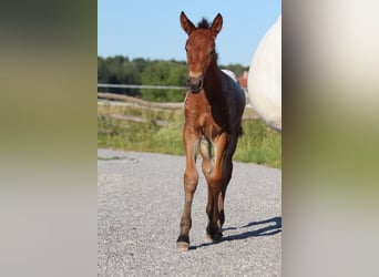 Knabstrup, Mare, , 15,1 hh, Leopard-Piebald