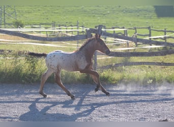 Knabstrup, Mare, , 15,1 hh, Leopard-Piebald