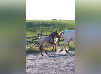 Knabstrup, Mare, , 15,1 hh, Leopard-Piebald
