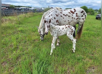 Knabstrup, Mare, , 15,2 hh, Gray-Fleabitten