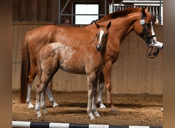 Knabstrup, Mare, , 15,2 hh, Leopard-Piebald