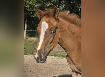 Knabstrup, Mare, , 15,2 hh, Leopard-Piebald