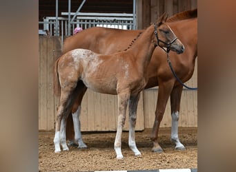 Knabstrup, Mare, , 15,2 hh, Leopard-Piebald