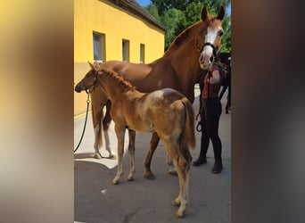 Knabstrup, Mare, , 15,2 hh, Leopard-Piebald