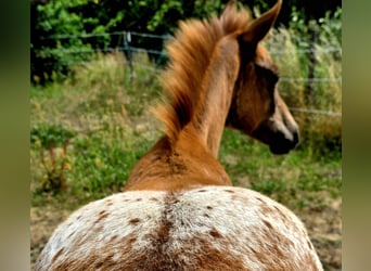 Knabstrup, Mare, , 15,2 hh, Leopard-Piebald