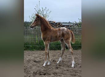 Knabstrup, Mare, , 15,2 hh, Leopard-Piebald