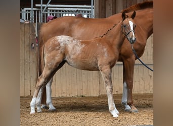 Knabstrup, Mare, , 15,2 hh, Leopard-Piebald