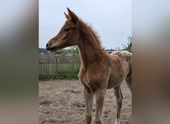 Knabstrup, Mare, , 15,2 hh, Leopard-Piebald
