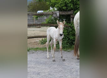 Knabstrup, Mare, , 15,2 hh, Leopard-Piebald
