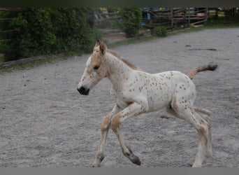 Knabstrup, Mare, , 15,2 hh, Leopard-Piebald