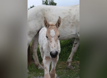 Knabstrup, Mare, , 15,2 hh, Leopard-Piebald