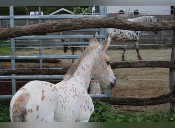 Knabstrup, Mare, , 15,2 hh, Leopard-Piebald