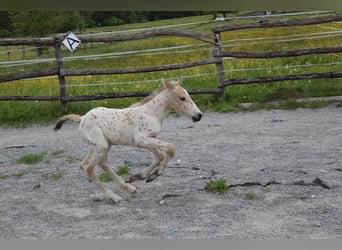 Knabstrup, Mare, , 15,2 hh, Leopard-Piebald