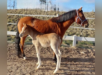 Knabstrup, Mare, Foal (02/2026), Chestnut-Red
