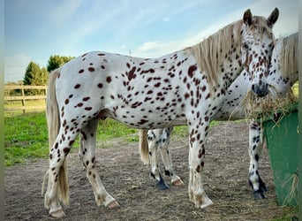 Knabstrup, Ogier, 3 lat, 155 cm, Tarantowata
