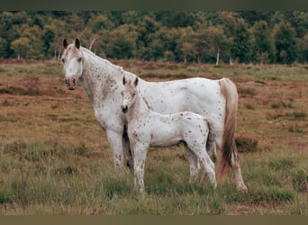 Knabstrup, Ogier, , 148 cm, Tarantowata