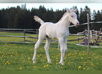 Knabstrup, Ogier, , 160 cm, Tarantowata
