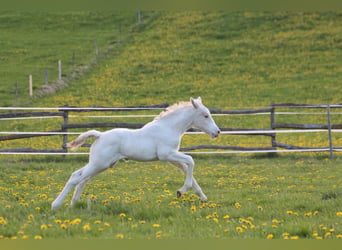 Knabstrup, Ogier, , 160 cm, Tarantowata